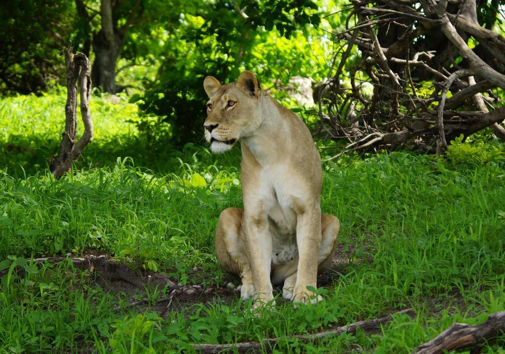 Kruger River Holiday Home Marloth Park Extérieur photo