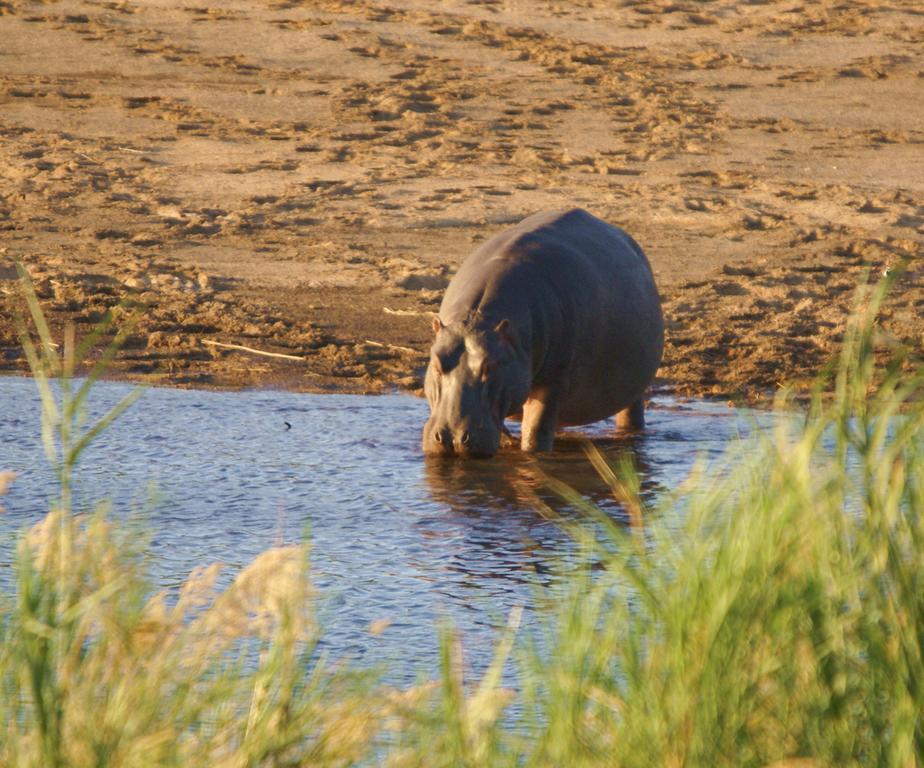 Kruger River Holiday Home Marloth Park Extérieur photo